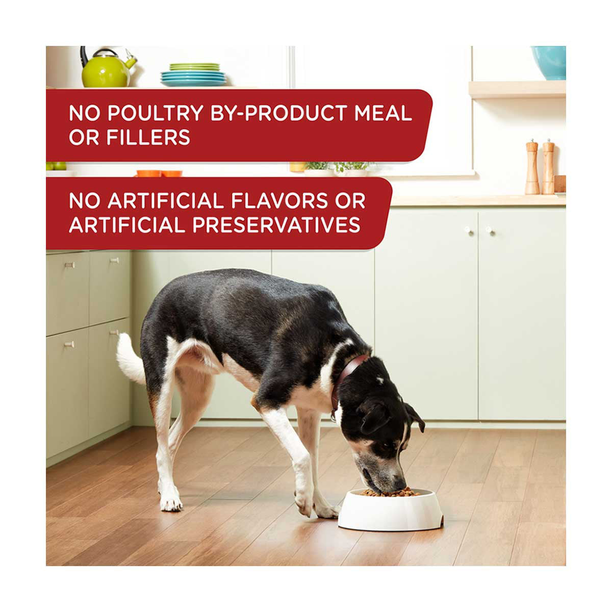 Rachael Ray Nutrish Real Beef & Pumpkin Recipe Premium Paté Wet Dog Food, 13 oz
