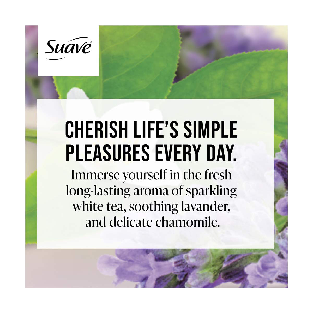 Suave Gentle Body Wash with White Tea and Lavender Oil Essence, 18 fl oz